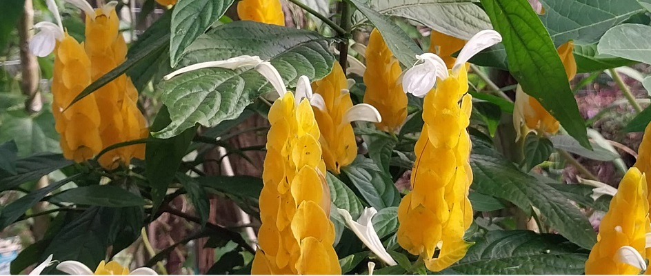 Arbusto buque de noiva