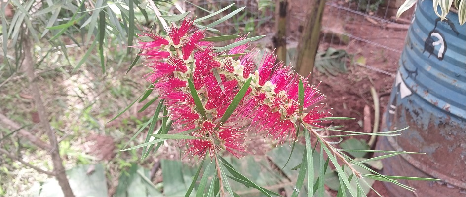 Arbusto escova de garafa vermelha