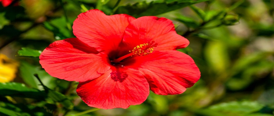Arbusto hibisco
