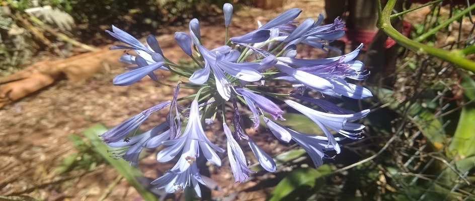 Flor Agapanto