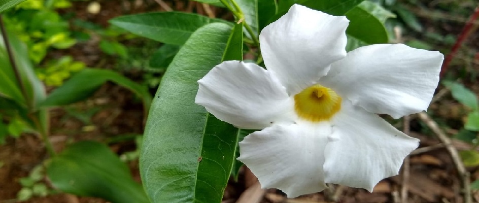 Flor Dipladênia