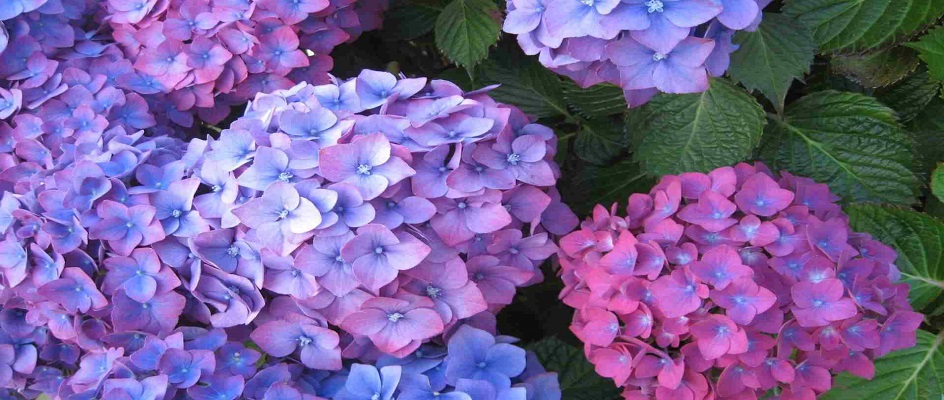 Flor hortênsia