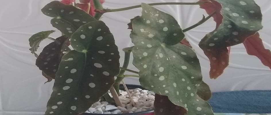 Folhagem begônia Maculata