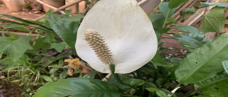 Folhagem lírio da paz