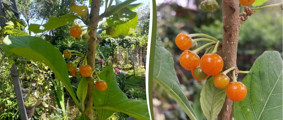 Frutífera Jabuticabeira