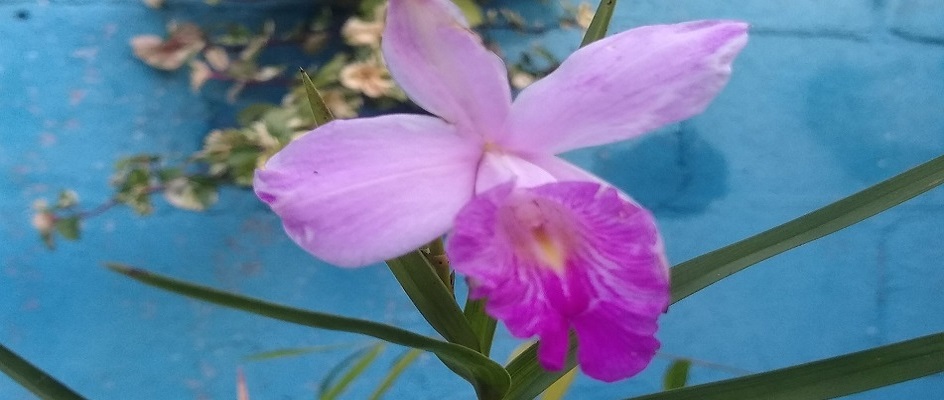 Orquídea bambu