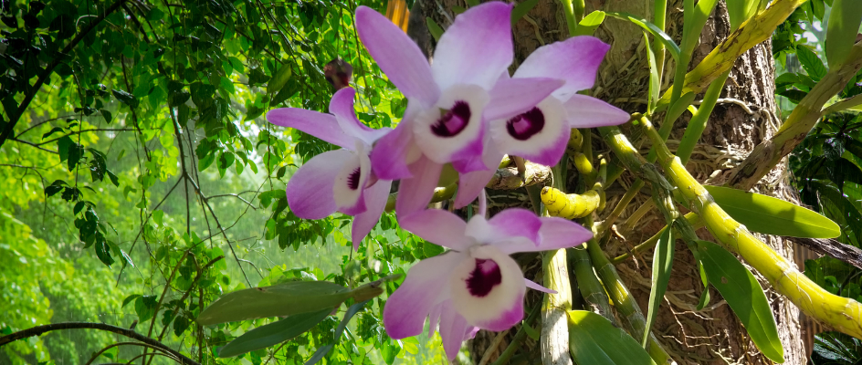 Orquídea bambu