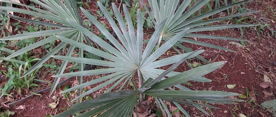 Palmeira Azul