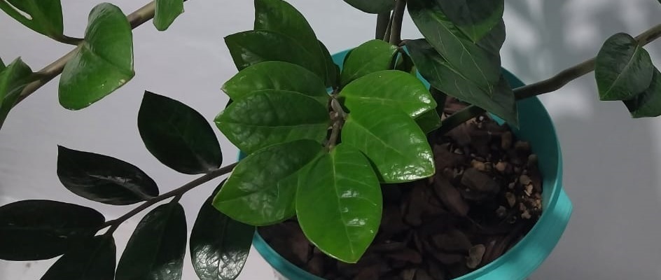 Suculenta zamioculca