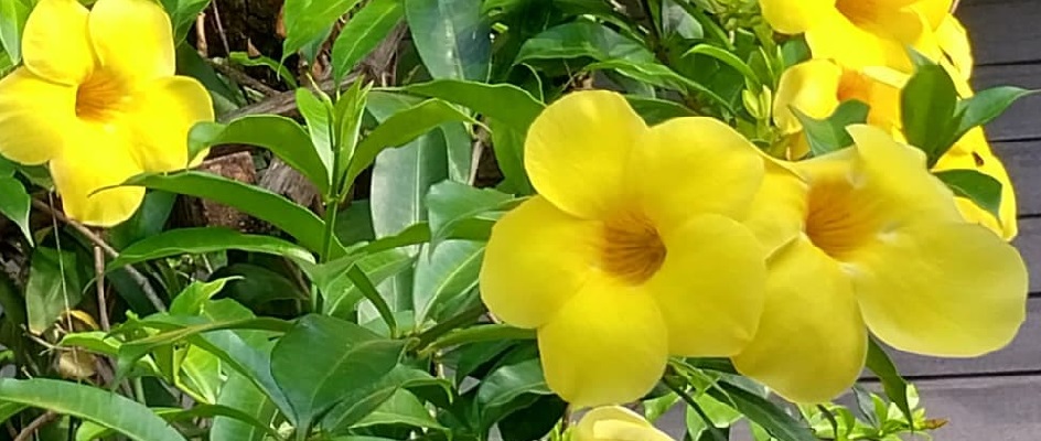 Trepadeira Jasmim do Poeta