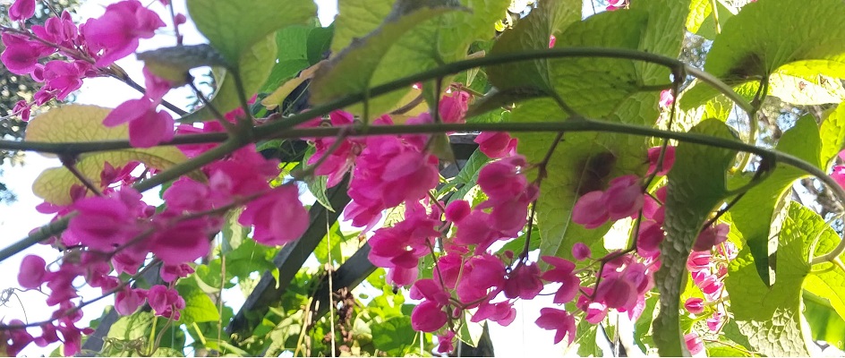 Trepadeira Jasmim do Poeta