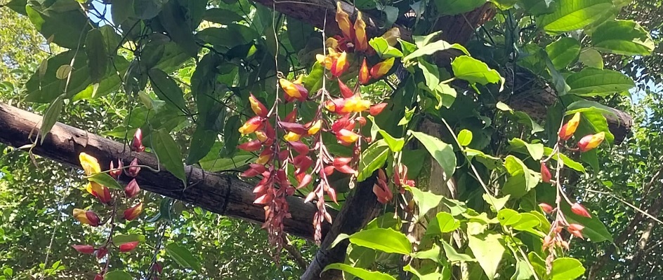 Trepadeira Sapatinho de Judia